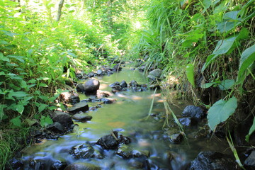 photo of stream in natural forest	