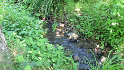 photo of stream in natural forest	