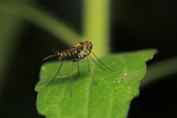 chrysopilus asiliformis insect macro photo	