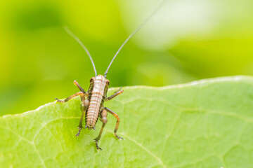 Grasshopper on a leaf