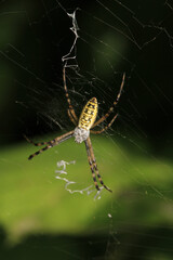 argiope bruennichi spider macro photo