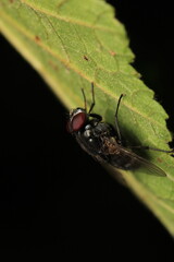macro photo of housefly facing back	
