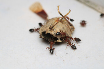 Black carpenter ant macro photo