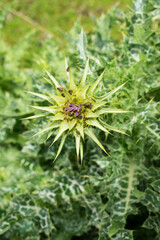 Silybum marianum (Milk Thistle) in Sao Francisco de Paula, South of Brazil