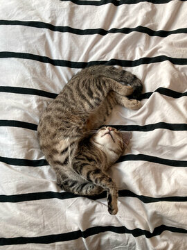 A sleeping tabby cat in a hilariously twisted position, sprawled out on a bed with striped black and white bedding. Pure feline relaxation at its quirkiest