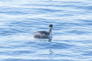 川を泳ぐハジロカイツブリ