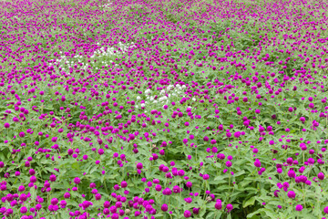 Fototapeta premium Gomphrena globosa also known as globe amaranth blooming in a serene park setting, A vibrant field of purple flowers showcasing nature's beauty and tranquility.