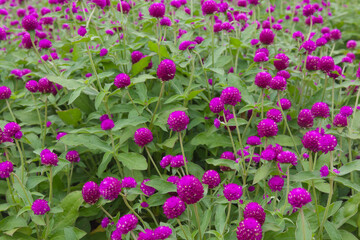 Fototapeta premium Gomphrena globosa also known as globe amaranth blooming in a serene park setting, A vibrant field of purple flowers showcasing nature's beauty and tranquility.