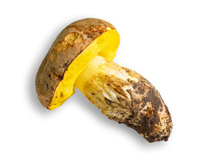 Fresh mushroom with a yellow cap and soil on the stem