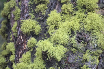 Fototapeta premium Green Moss on Bark in Iceland