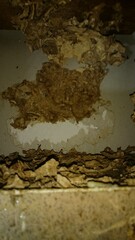 1011)japanese yellow hornet's nest inside the ventilation hole next to the back door(Photo taken at 20:10 on august 17, 2016)