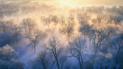 Obraz premium A foggy winter morning in a snowy forest, with mist descending over the winter woods, completely covered in snow and ice, a beautiful scene of the winter forest at dawn.