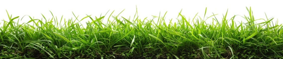 Obraz premium Lush green grass border creating a vibrant natural frame against a blank background