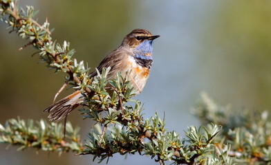 robin on a branch