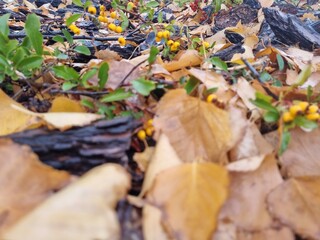 bark, fallen leaves and pyracantha bushes, berries