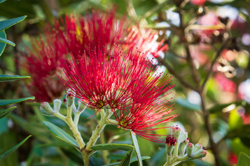 New Zealand Pohutukawa tree NZ Christmas tree in flower