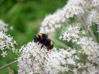 wasp bee on flower leaf