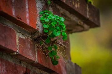 Plante sur pilier en brique
