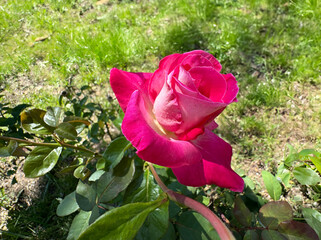 Fresh smooth pink rosebud on blurred background. Pink Hybrid Tea rose (Rosa) Charisma blooms in a...