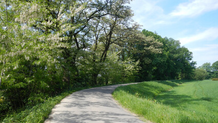Obraz premium Asphalt road between green field and trees with blooming in white Robinia pseudoacacia, Black locust and blue sky - natural rural view. Topics: natural environment, vegetation, season, nature