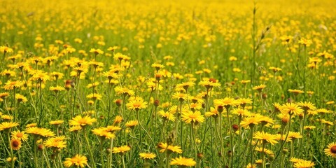 Fototapeta premium Vibrant daffodil flowers blooming in a lush green field under the bright sun, sunshine, petals