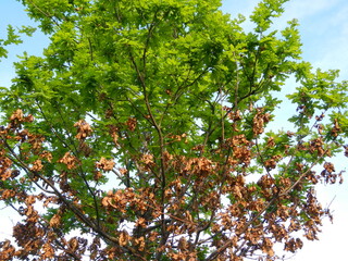 Oak tree in spring season with new green leaves and last year's autumn brown leaves and blue sky -...
