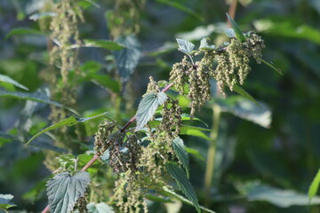 close up of a plant