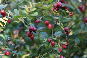 red berries on a bush