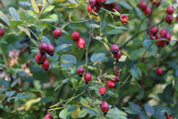 red berries on a bush