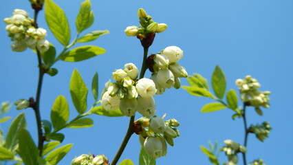 White flowers Blue huckleberry, Vaccinium corymbosum on twigs of bush and blue sky - floral spring natural view on sunny day. Topics: beauty of nature, blossom, cultivation, garden, vegetation