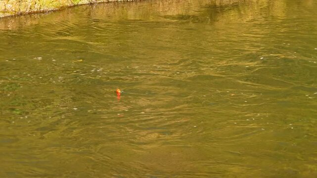Tight line with fishing bobber float over the river water. Salmon got hooked at bobber set up. Fisherman fishing on the river and catches Salmon. Angler pulling the fish.