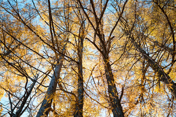 Fototapeta premium カラマツの森