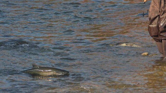 Salmon Fishing at River. Angler in waders catches Coho Salmon and walking toward it to pick up. Salmon spawning season.