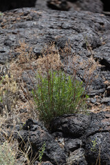 Obraz premium Carrizozo Malpais lava flow, New Mexico