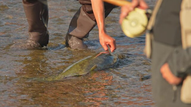 Fisherman in waders unhooking Pacific Salmon catch from the line. Fishing game and sport for anglers. Spawn and migrating of Chinook salmon season on the river. Salmon run to lay roe or eggs.