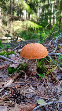 beautiful red leccinum aurantiacum mushroom in a green forest