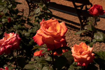Orange roses blooming in the garden. Closeup view of Rosa Christophe Colomb green leaves and orange flowers, blooming in the park in spring