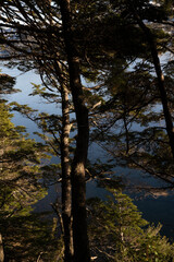 Obraz premium View of the forest, Nothofagus trees silhouette and lake in the mountains in a summer sunny day 