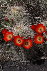 Claret cup cactus flowers close-up