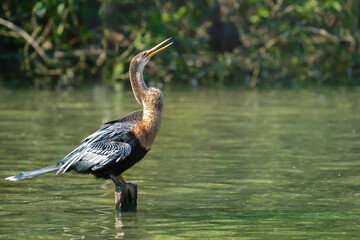 Female Anhinga or American Darter on a lake (Anhinga anhinga)