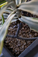 Automatic irrigation system. Closeup view of the small plastic hose connected to the soil for drip...