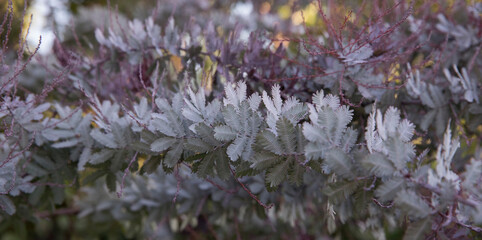 Acacias. Closeup view of an Acacia baileyana Rubra. Selective focus on its beautiful gray, purple and red color leaves texture and pattern