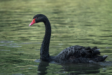 Obraz premium Black Swan on a lake (Cygnus atratus)