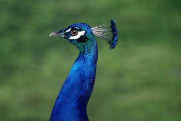 Male Indian Peafowl (Pavo cristatus) - Peacock