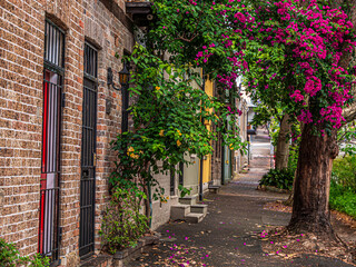 Obraz premium Lovely Garden Street Goes Uphill