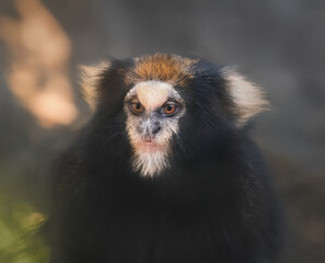 Fototapeta premium Buffy-tufted marmoset monkey (Callithrix aurita)