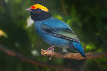 Blue manakin bird (Chiroxiphia caudata)