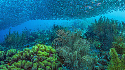 Caribbean coral garden, Baitball Bonaire
