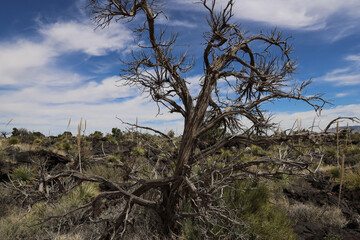 Carrizozo Malpais lava flow, New Mexico