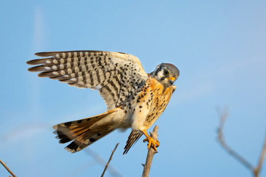 Cern&iacute;calo Americano., Falco sparverius.